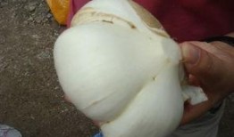 保山吃瓜人,品味瓜果人生，探寻地方风情