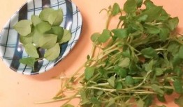 蛙导吃瓜,一场别开生面的美食之旅