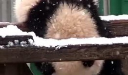 吃瓜小熊捧花,一场甜蜜的夏日浪漫邂逅