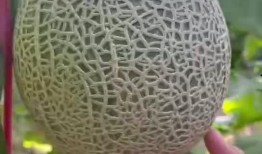 玲珑瓜不能与什么一起吃,揭秘不能与哪些食物同食的真相