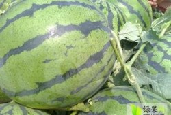 惠民胡集吃瓜,夏日吃瓜盛宴，畅享清凉一夏