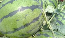 惠民胡集吃瓜,夏日吃瓜盛宴，畅享清凉一夏