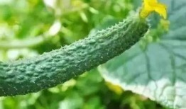 刺瓜怎样吃,探索刺瓜的多样美味