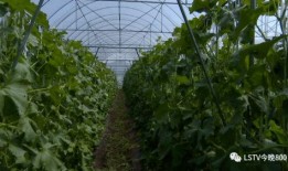 西昌吃瓜的新闻,揭秘背后真相与网络热议