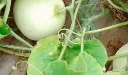 合瓜怎么吃,探索创意烹饪新境界