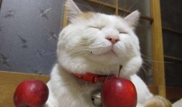 猫咪吃瓜粤语在线观看,萌宠欢乐时光在线放送