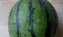 惠民胡集吃瓜,夏日吃瓜盛宴，畅享清凉一夏