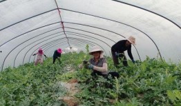 羊会吃丰收瓜吗,丰收瓜园里的意外食客