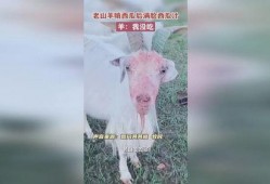 羊会吃丰收瓜吗,丰收瓜园里的意外食客