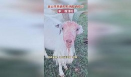 羊会吃丰收瓜吗,丰收瓜园里的意外食客