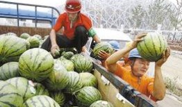 梦到鸟吃瓜,鸟儿啄瓜的奇幻之旅