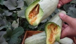 孕妇可以吃小白瓜吗,小白瓜的营养益处与食用建议