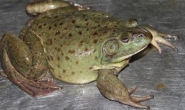 蛙导吃瓜,一场别开生面的美食之旅