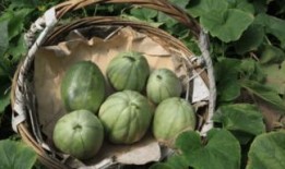 今年吃的几个瓜,笑料百出，泪点满满