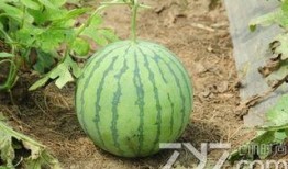 瓜熟了有吃的,共享丰收喜悦