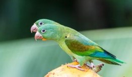 梦到鸟吃瓜,鸟儿啄瓜的奇幻之旅