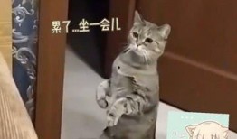 猫九吃瓜门,揭秘娱乐圈幕后真相
