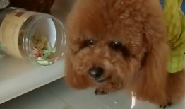 泰迪吃哈密瓜吗,哈密瓜大挑战