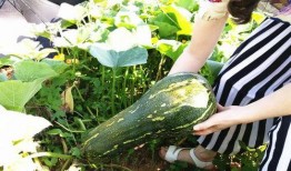 早上吃兰瓜好,开启健康活力新一天