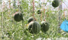 西平吃瓜视频,揭秘娱乐圈幕后故事