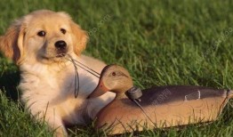 小狗可以吃洋瓜,洋瓜的甜蜜诱惑