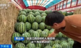 吃瓜q中转站,热门话题背后的真相与趣味