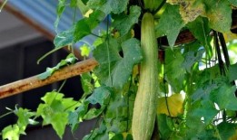 麦地里吃瓜,夏日田园的甜蜜记忆