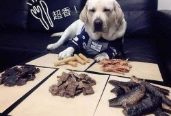 胖犬吃瓜,夏日清凉一夏