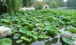 河北保定莲池吃瓜,保定莲池公园里的吃瓜盛景