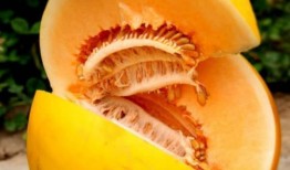 夏日吃瓜白兰瓜