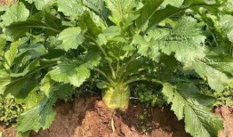 西平吃瓜视频,揭秘娱乐圈幕后故事