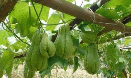 家禽吃佛手瓜,佛手瓜的养殖与利用