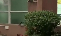 西昌吃瓜的新闻,揭秘背后真相与网络热议