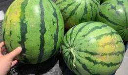 吃瓜吃的是西瓜吗图片,揭秘“吃瓜”背后的西瓜之谜