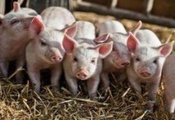 小猪兜儿吃瓜,一场欢乐的夏日盛宴