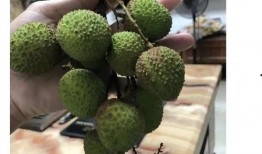 岑先生abcd吃瓜,岑先生与abcd的奇妙吃瓜之旅