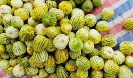 洲洲吃瓜,揭秘娱乐圈幕后故事