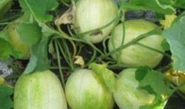 合瓜怎么吃,探索创意烹饪新境界