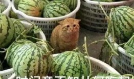 逢尊吃瓜模式,揭秘娱乐圈幕后真相的趣味之旅