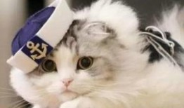 猫九吃瓜门,揭秘娱乐圈幕后真相