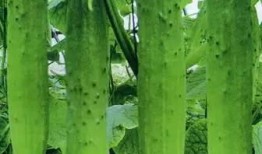 吃瓜的顺序,跟随吃瓜顺序解锁美味人生