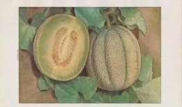 隆鼻后吃蜜瓜好吗,适宜还是禁忌？