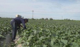 阿勒泰吃瓜图片,夏日美食盛宴