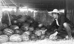 金乡吃瓜群众事件始末,一场网络舆论的风暴与反思