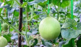 吃瓜吃多了舌头痛怎么办,吃瓜过量后的应急攻略