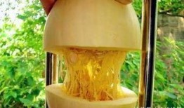鱼翅瓜怎么吃