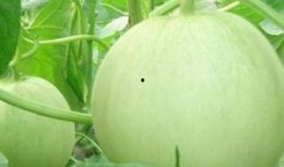 孕妇可以吃糍瓜吗,孕妇适宜食用糍瓜的益处与注意事项