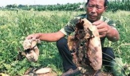 最新魏县吃瓜事件,揭秘背后真相与网络舆论风暴