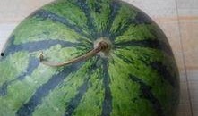 惠民胡集吃瓜,夏日吃瓜盛宴，畅享清凉一夏