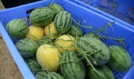 ucl吃瓜群,校园生活里的趣味与热议